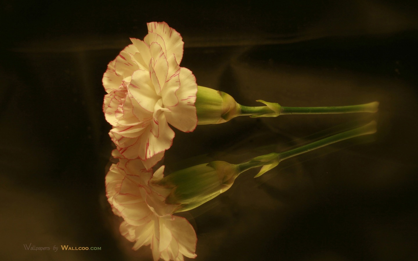 Mother's Day of the carnation wallpaper albums #39 - 1440x900
