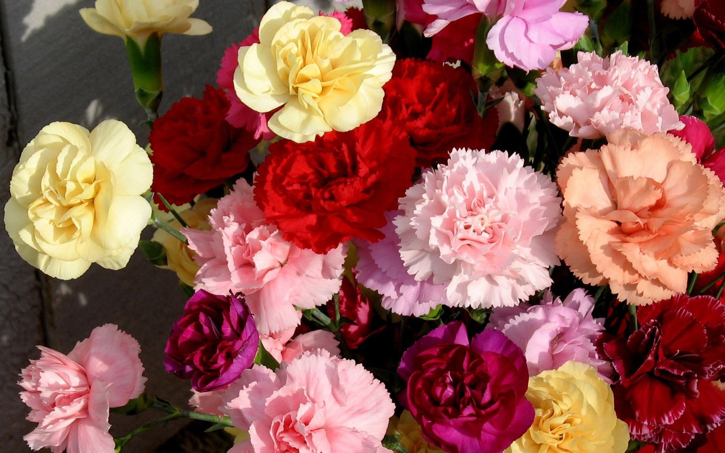 Mother's Day of the carnation wallpaper albums #44 - 1440x900