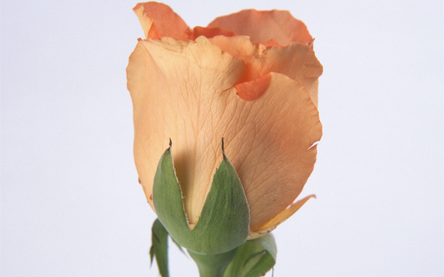 Flores close-up (13) #8 - 1440x900