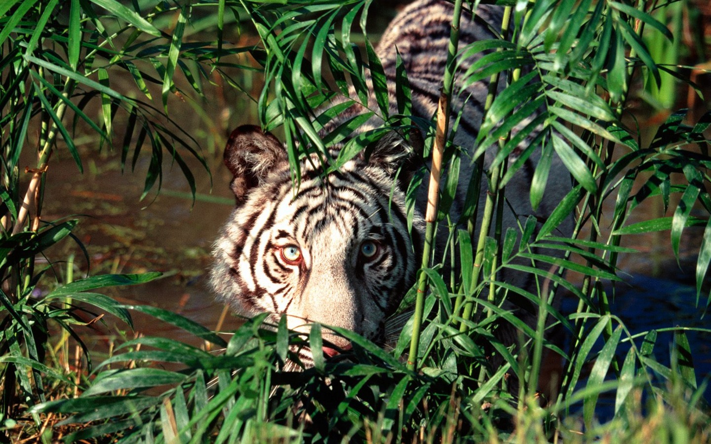 Tiger Foto tapety (2) #7 - 1440x900