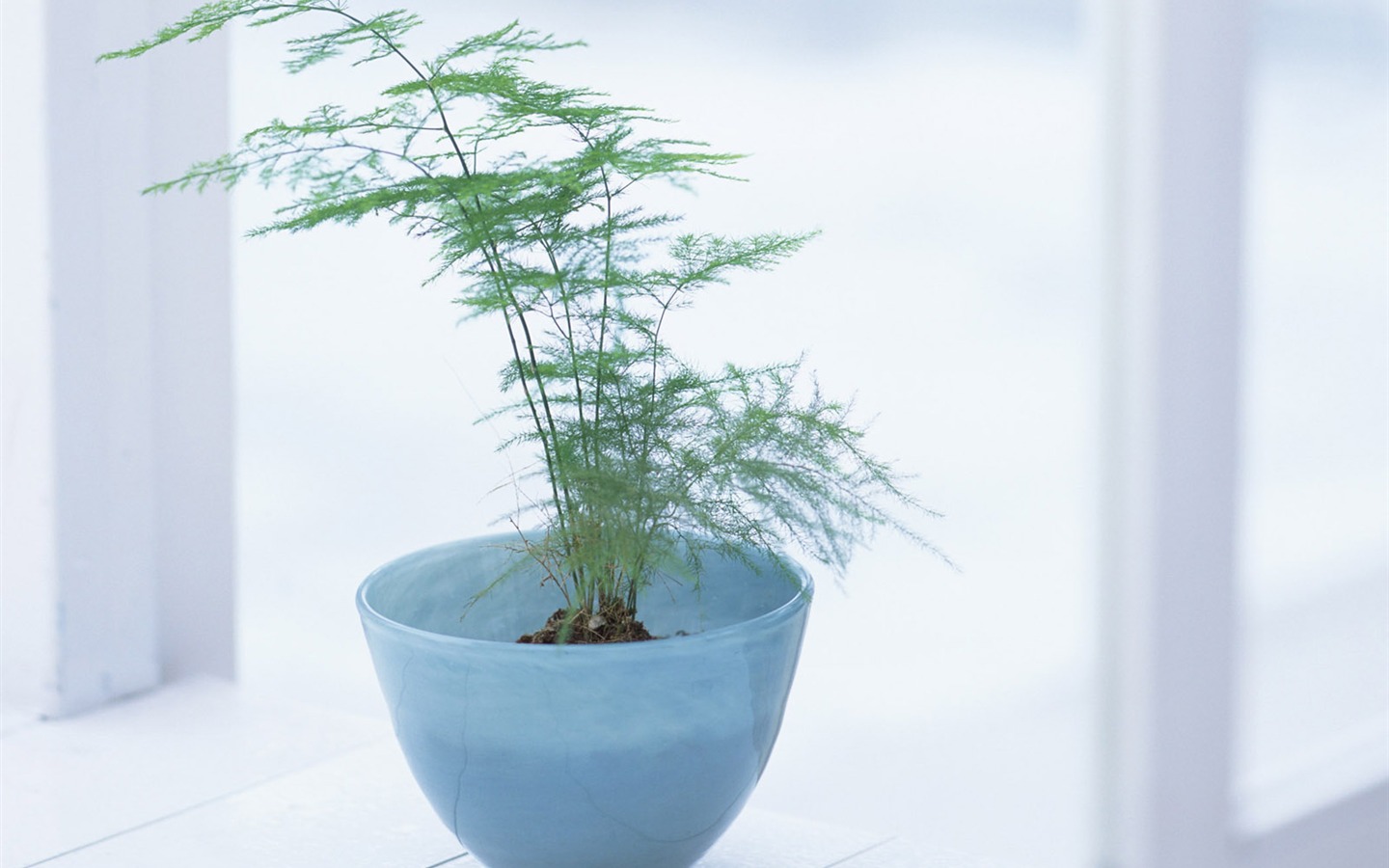 Indoor Still Life Wallpaper Album (5) #15 - 1440x900
