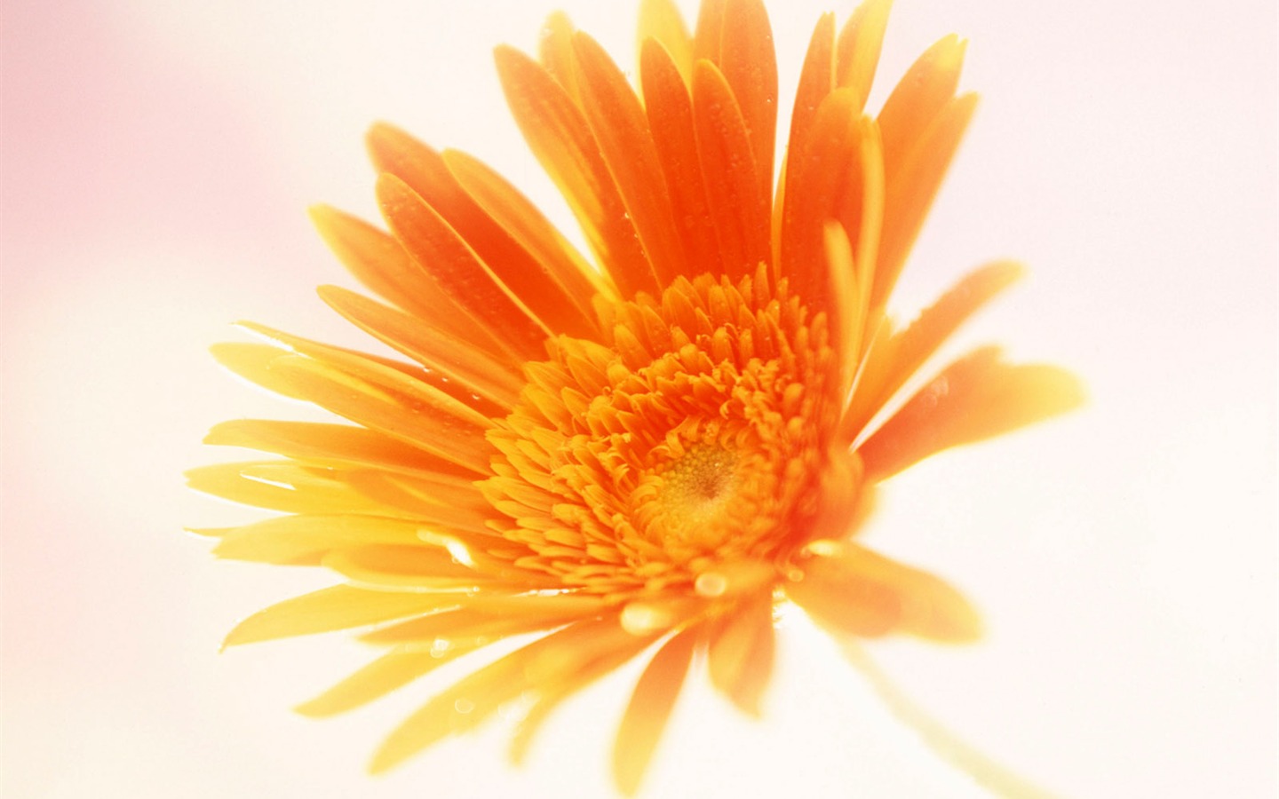 Fleurs en gros plan (15) #16 - 1440x900