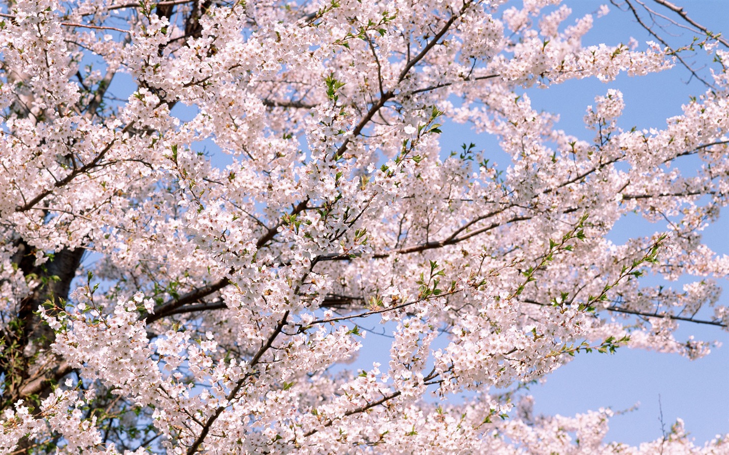 花クローズアップ(16) #3 - 1440x900