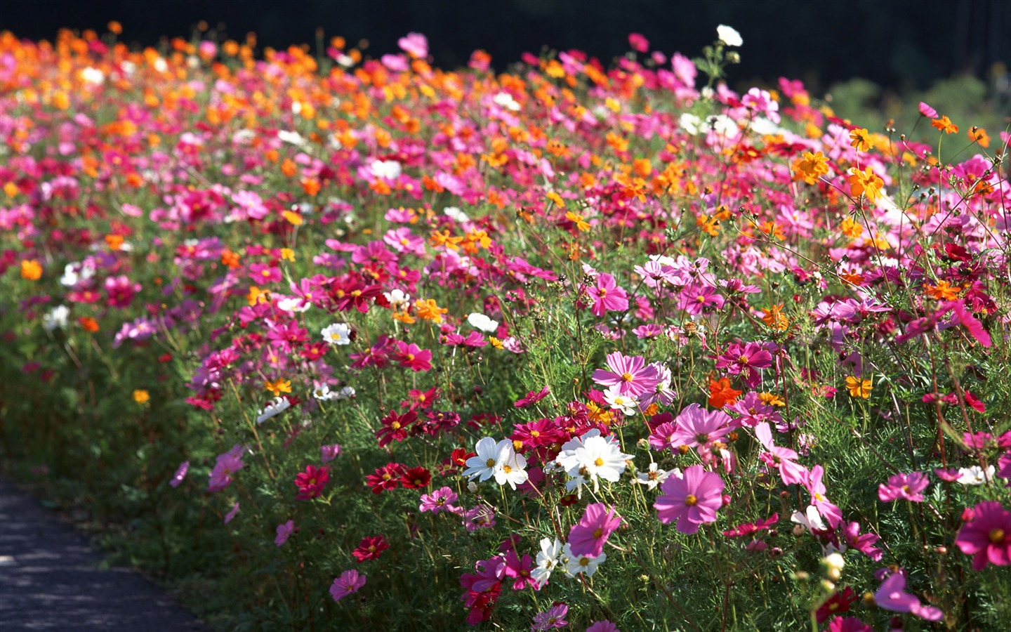 Flowers close-up (16) #7 - 1440x900