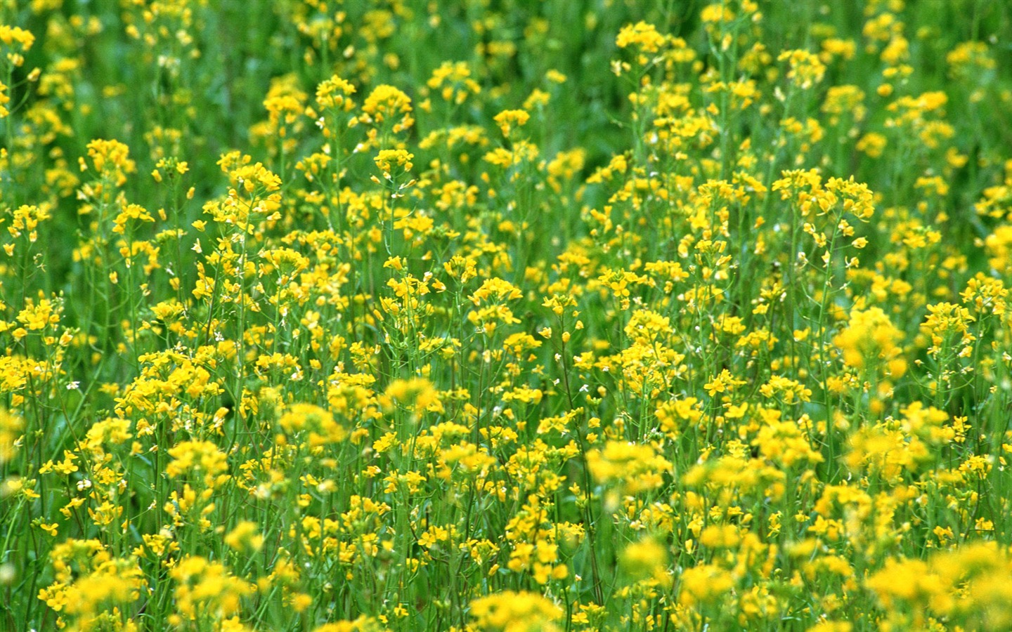 Flowers close-up (16) #9 - 1440x900