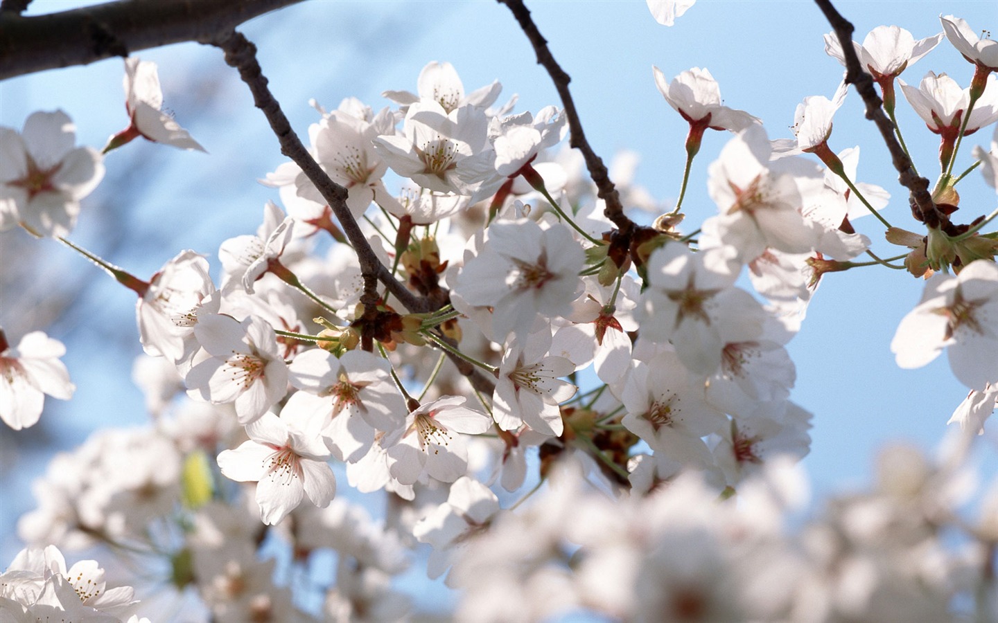 Flowers close-up (16) #13 - 1440x900