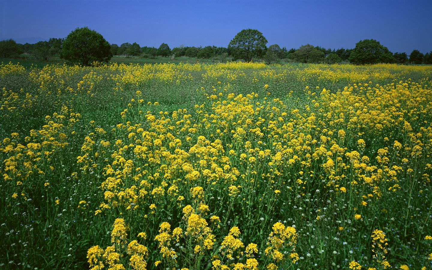 Fleurs en gros plan (16) #16 - 1440x900