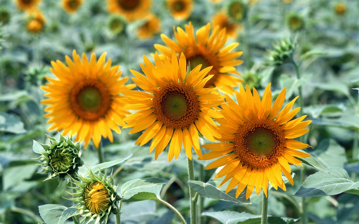 Flowers close-up (16) #17 - 1440x900