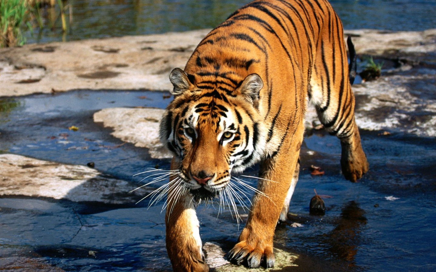 Tiger Foto tapety (3) #2 - 1440x900
