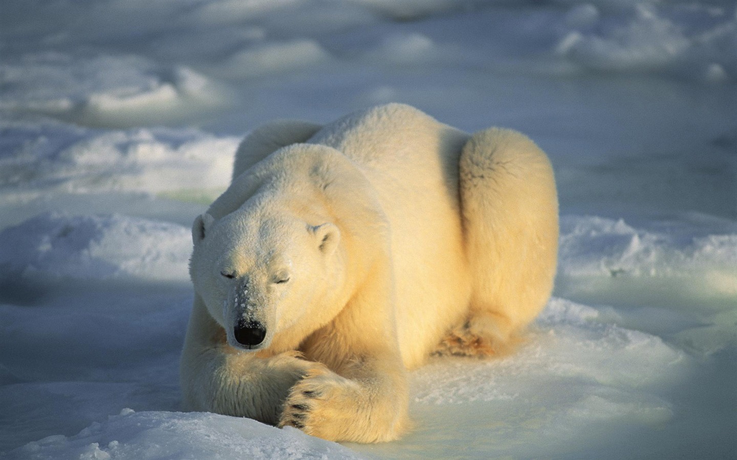 El oso polar Foto Wallpaper #4 - 1440x900
