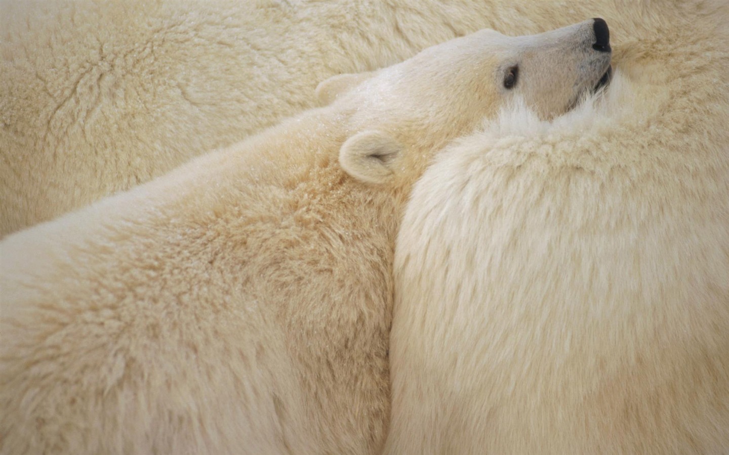 El oso polar Foto Wallpaper #7 - 1440x900