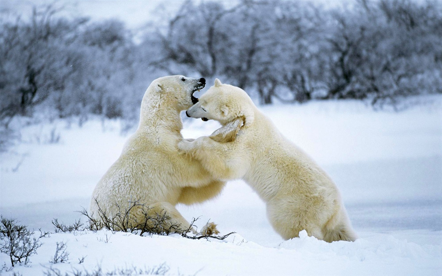 北极熊写真壁纸11 - 1440x900