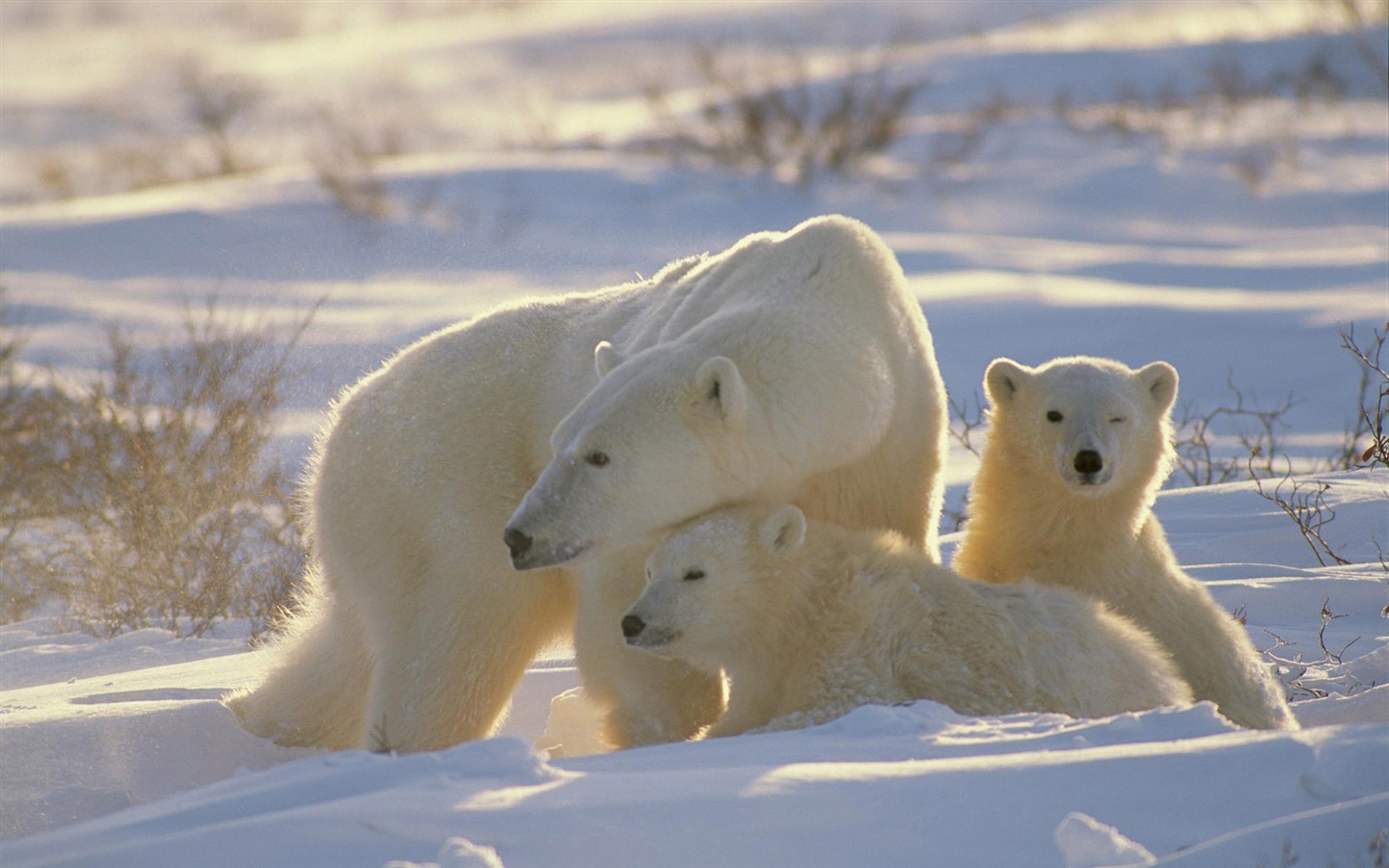 El oso polar Foto Wallpaper #12 - 1440x900