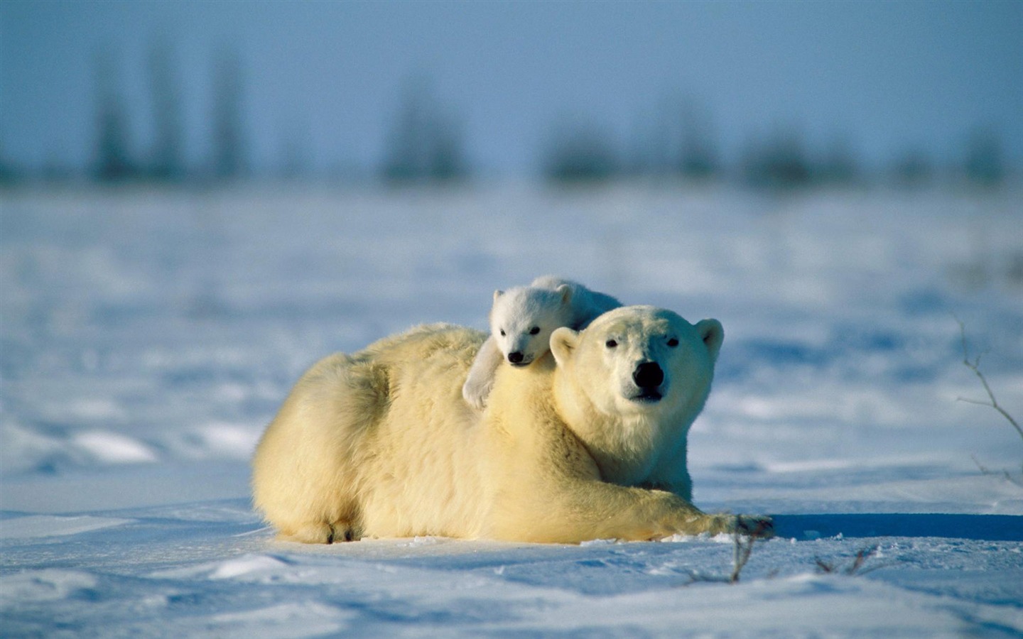 El oso polar Foto Wallpaper #16 - 1440x900