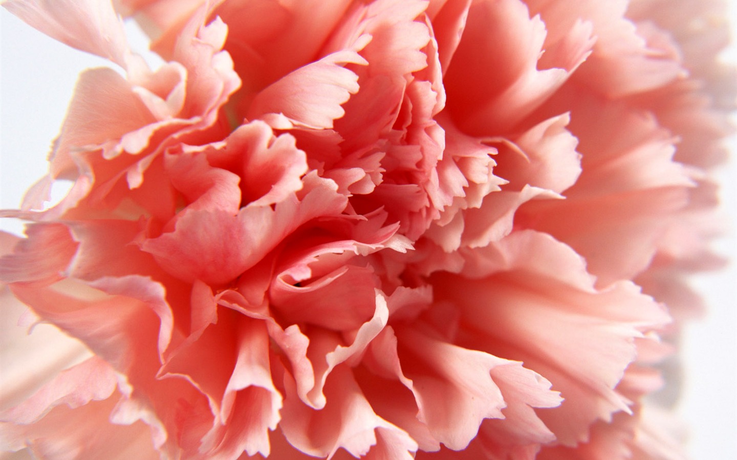 Flores close-up (17) #19 - 1440x900