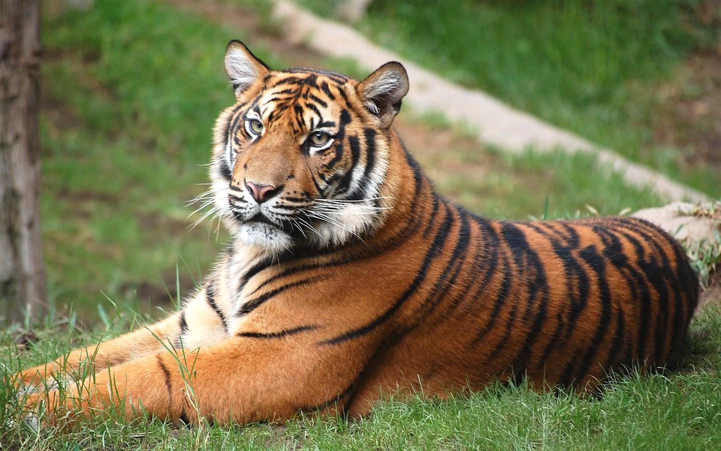 Tiger Photo Wallpaper (4) #1 - 1440x900