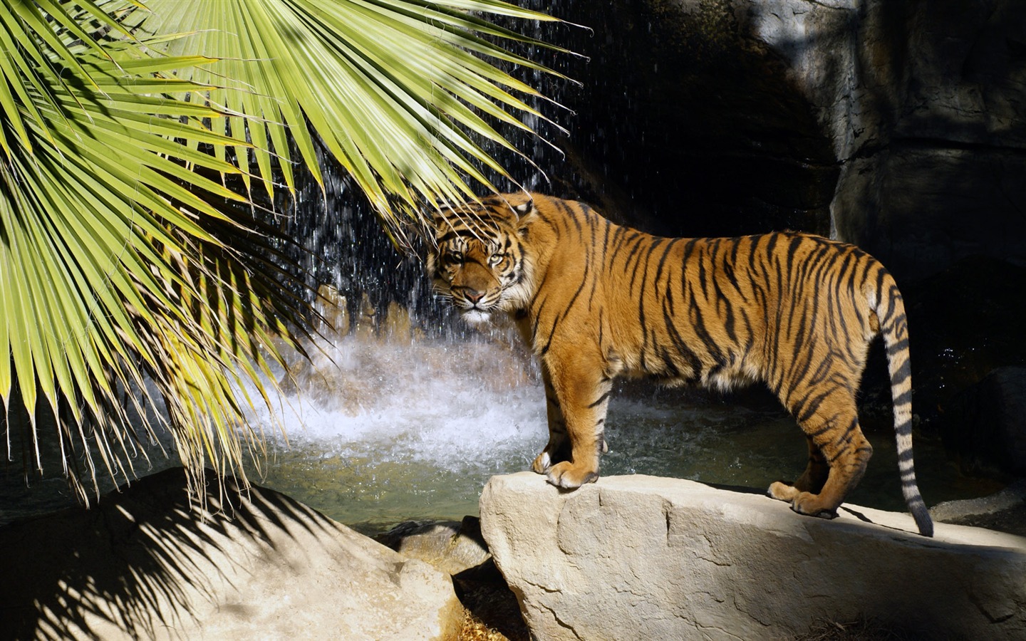 Tiger Wallpaper Foto (4) #3 - 1440x900