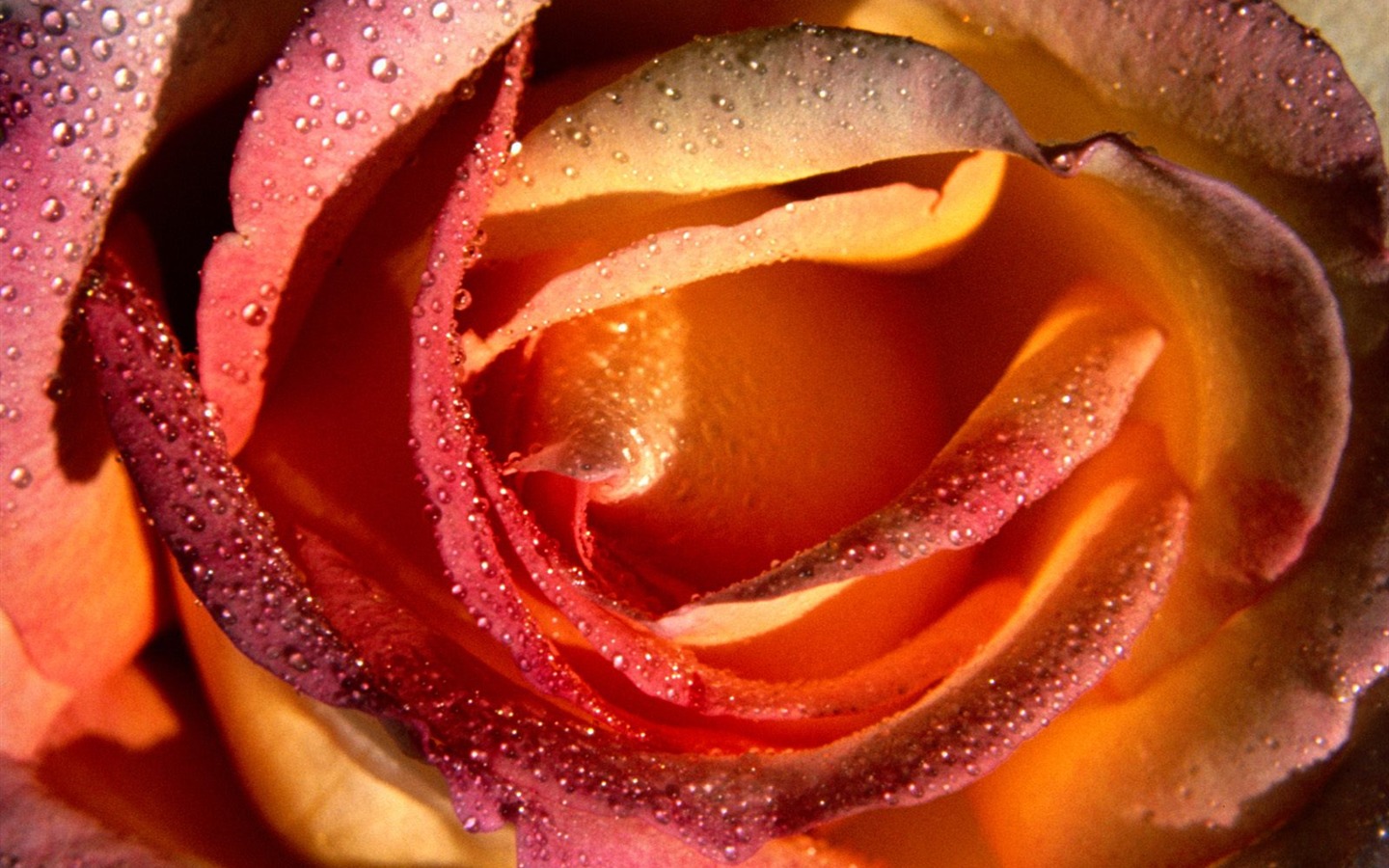 Flowers close-up (18) #12 - 1440x900
