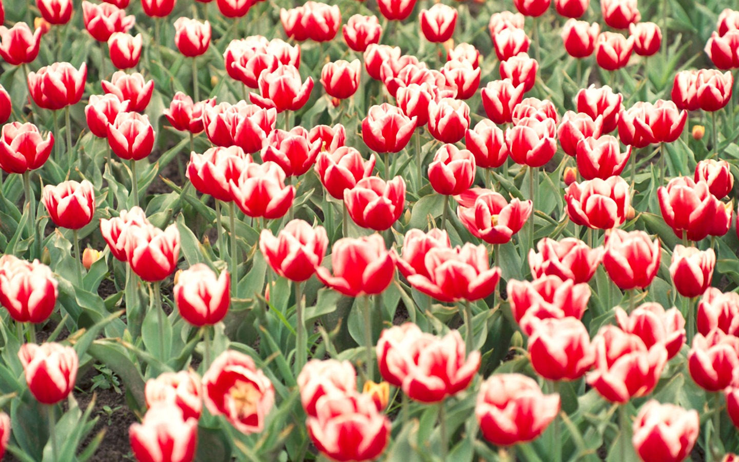 Fond d'écran Widescreen Tulip #9 - 1440x900