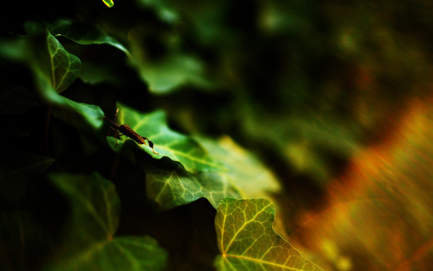 自然随拍风景壁纸5 - 1440x900