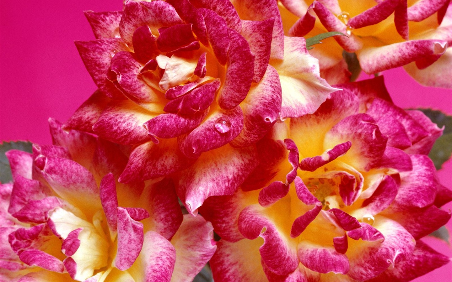 Flowers close-up (19) #20 - 1440x900