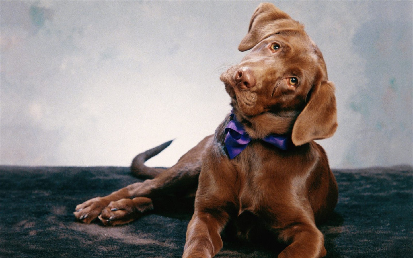 1600 dog photo wallpaper (4) #10 - 1440x900