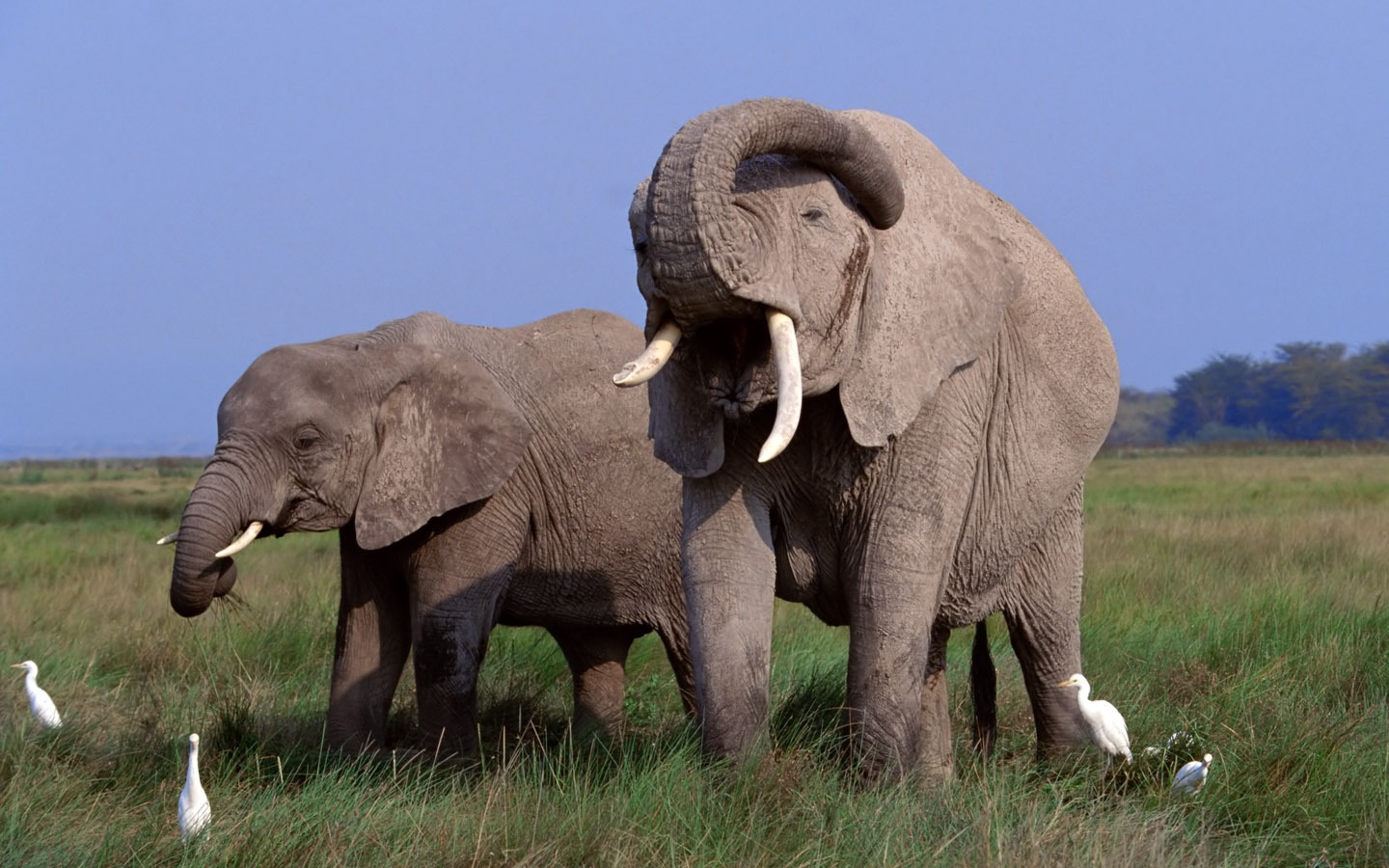 코끼리 사진 바탕 화면 #1 - 1440x900