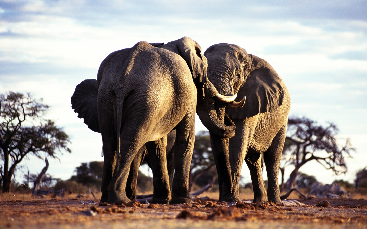 코끼리 사진 바탕 화면 #3 - 1440x900