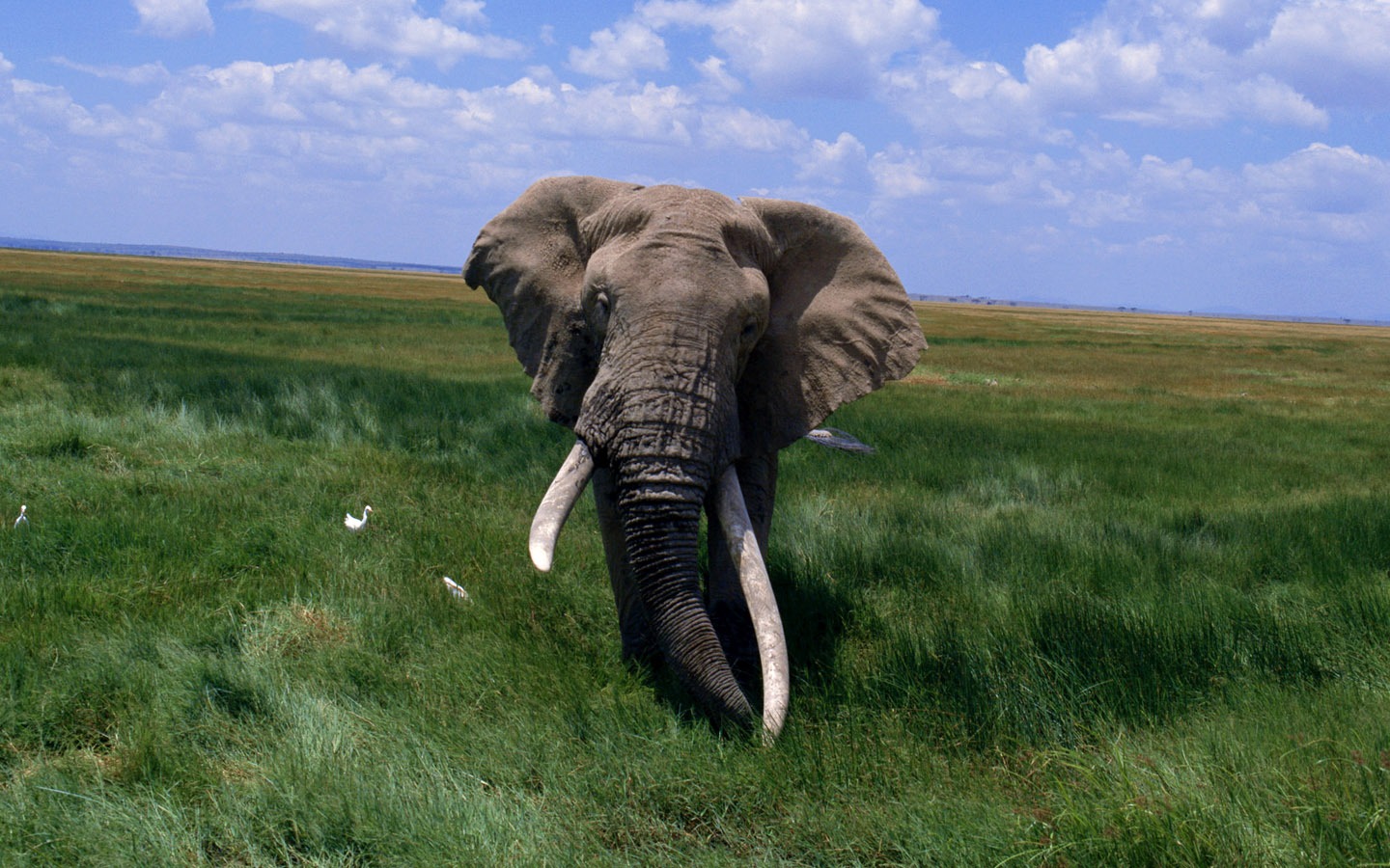 코끼리 사진 바탕 화면 #10 - 1440x900