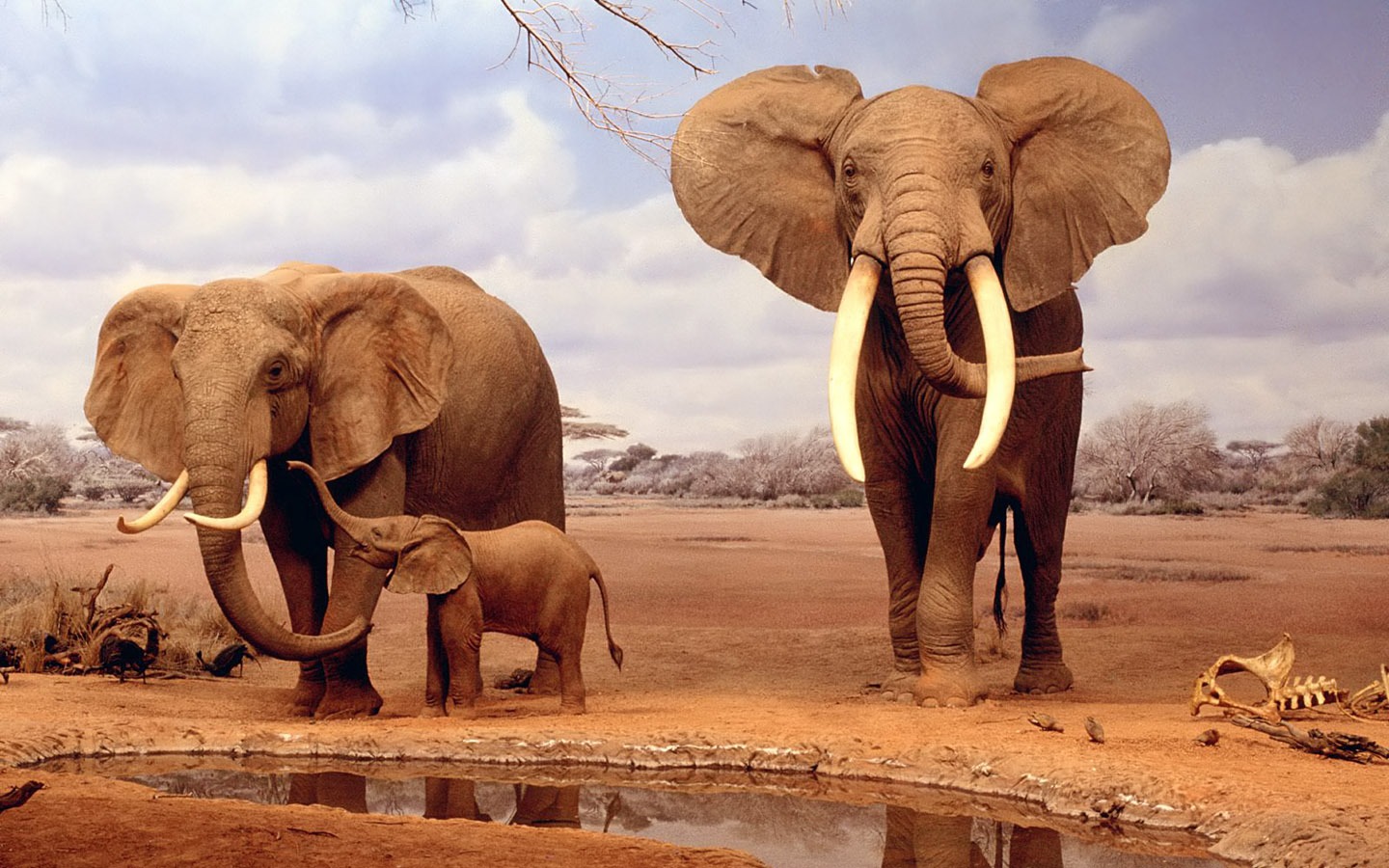 Fond d'écran Photo Elephant #17 - 1440x900