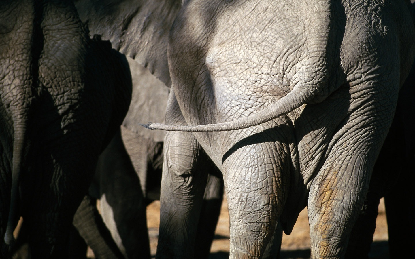 大象写真壁纸20 - 1440x900