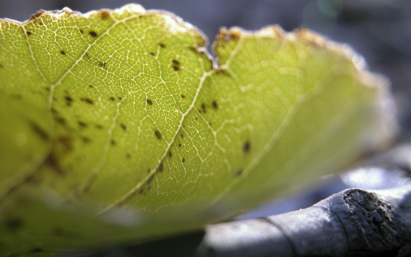 Foreign photography green leaf wallpaper (1) #2 - 1440x900