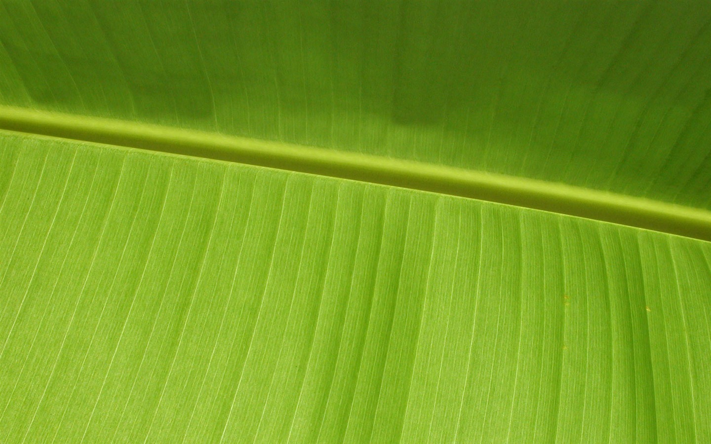 Foreign photography green leaf wallpaper (1) #9 - 1440x900