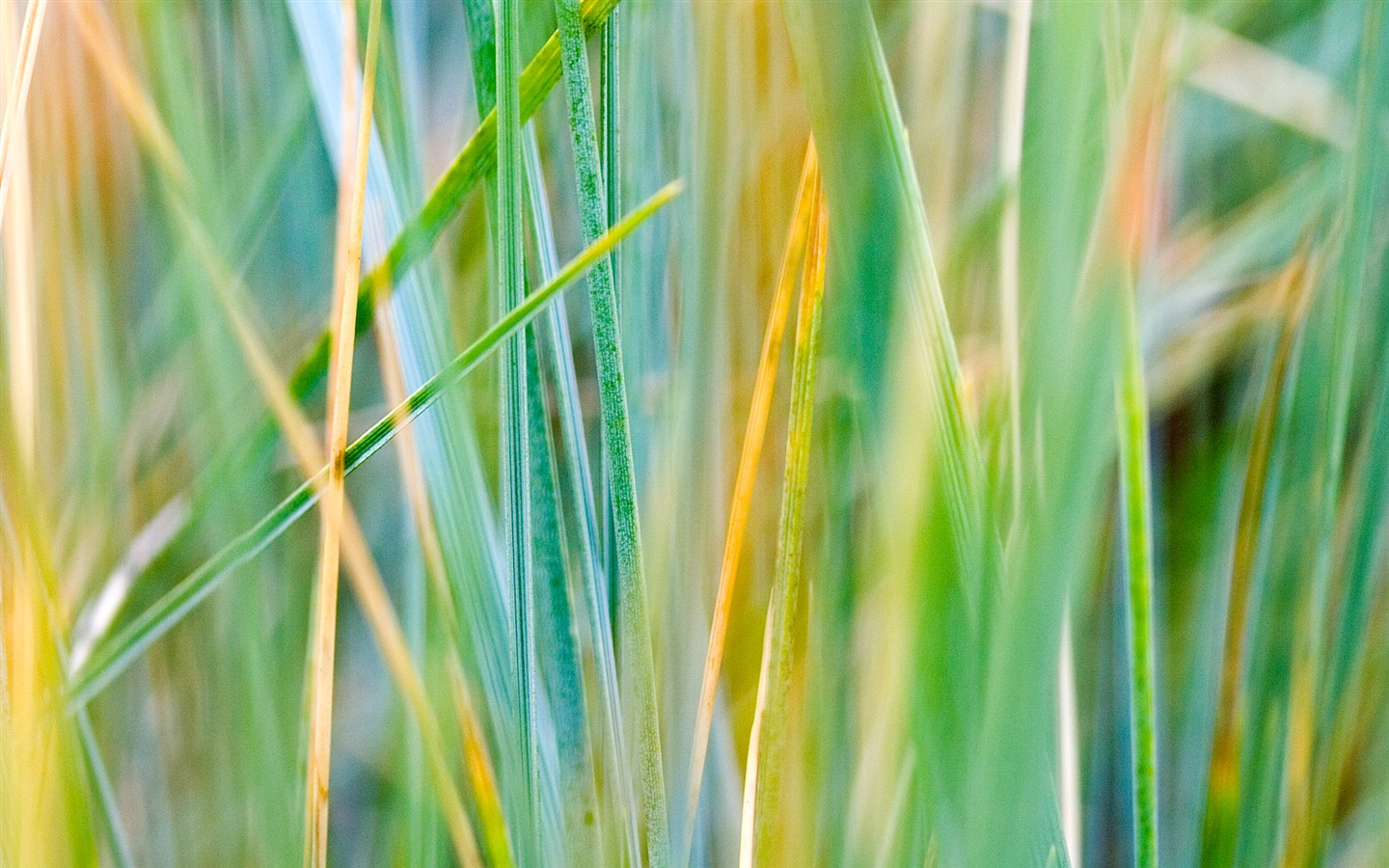 Foreign photography green leaf wallpaper (1) #11 - 1440x900