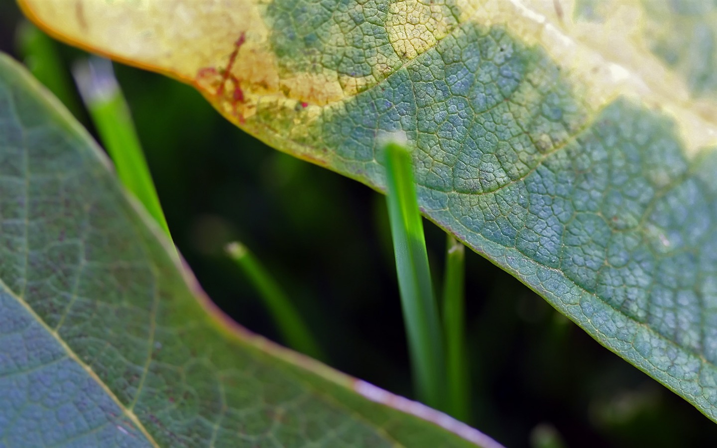 Foreign photography green leaf wallpaper (1) #12 - 1440x900