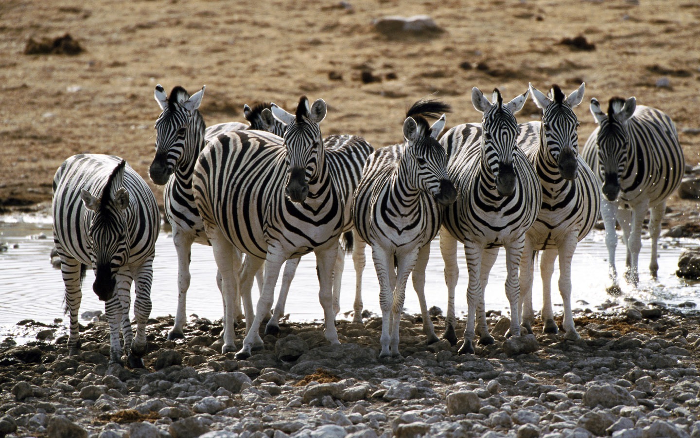 Fond d'écran photo Zebra #3 - 1440x900