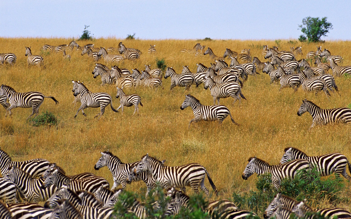 Fond d'écran photo Zebra #7 - 1440x900