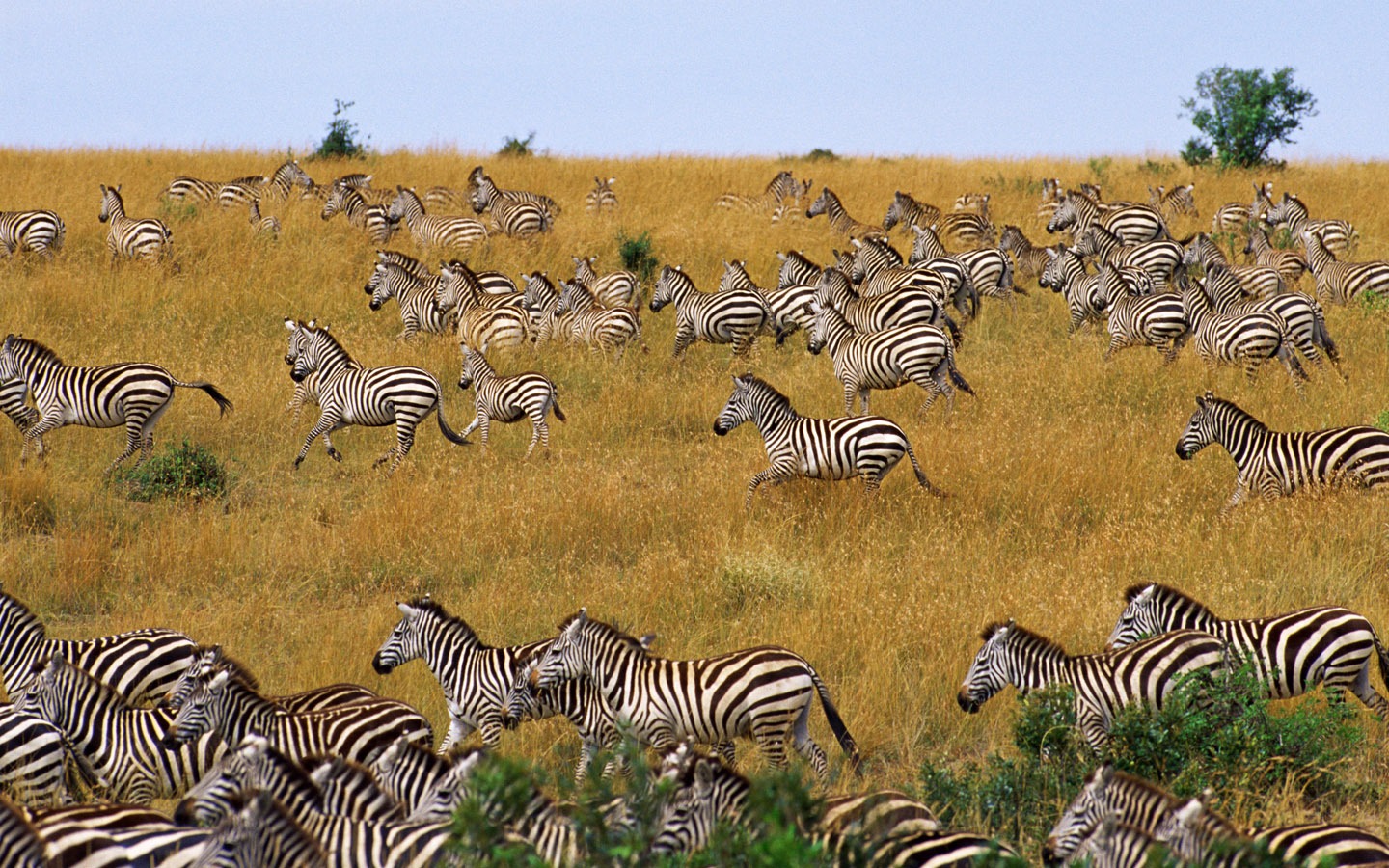 Zebra Foto Wallpaper #7 - 1440x900