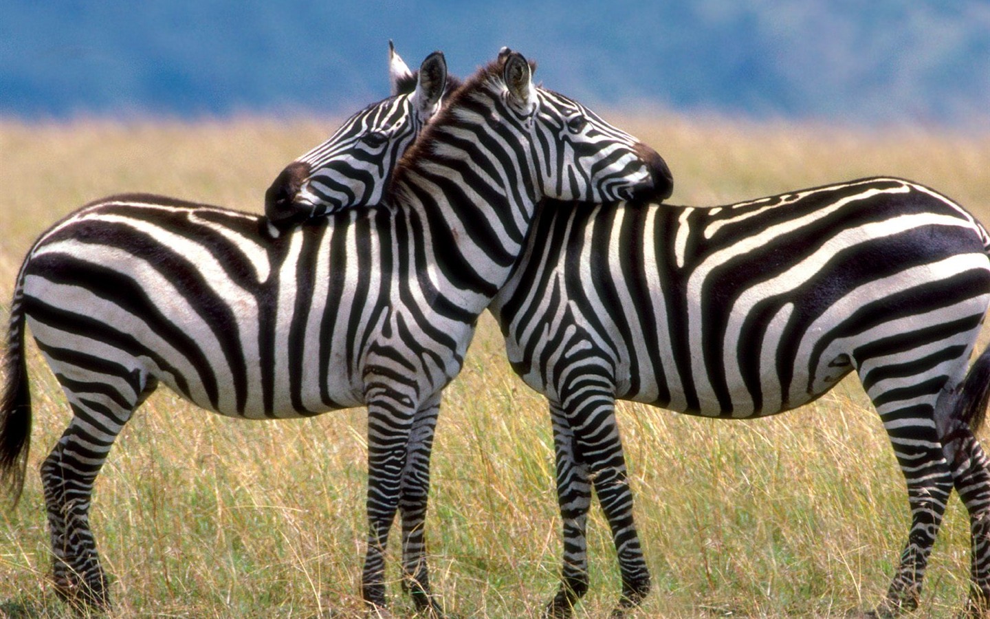 Fond d'écran photo Zebra #14 - 1440x900