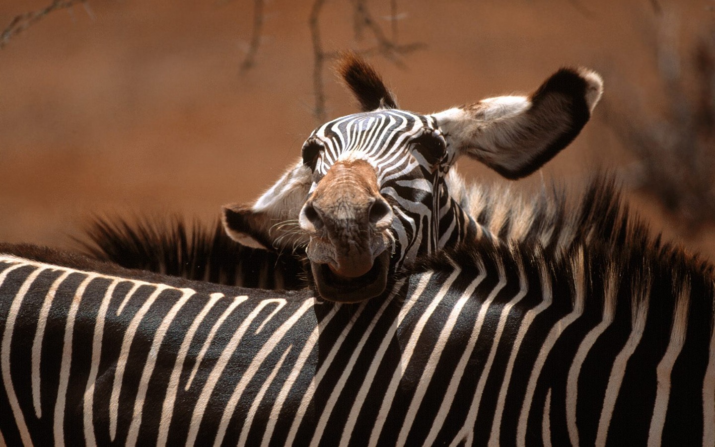Zebra Photo Wallpaper #19 - 1440x900