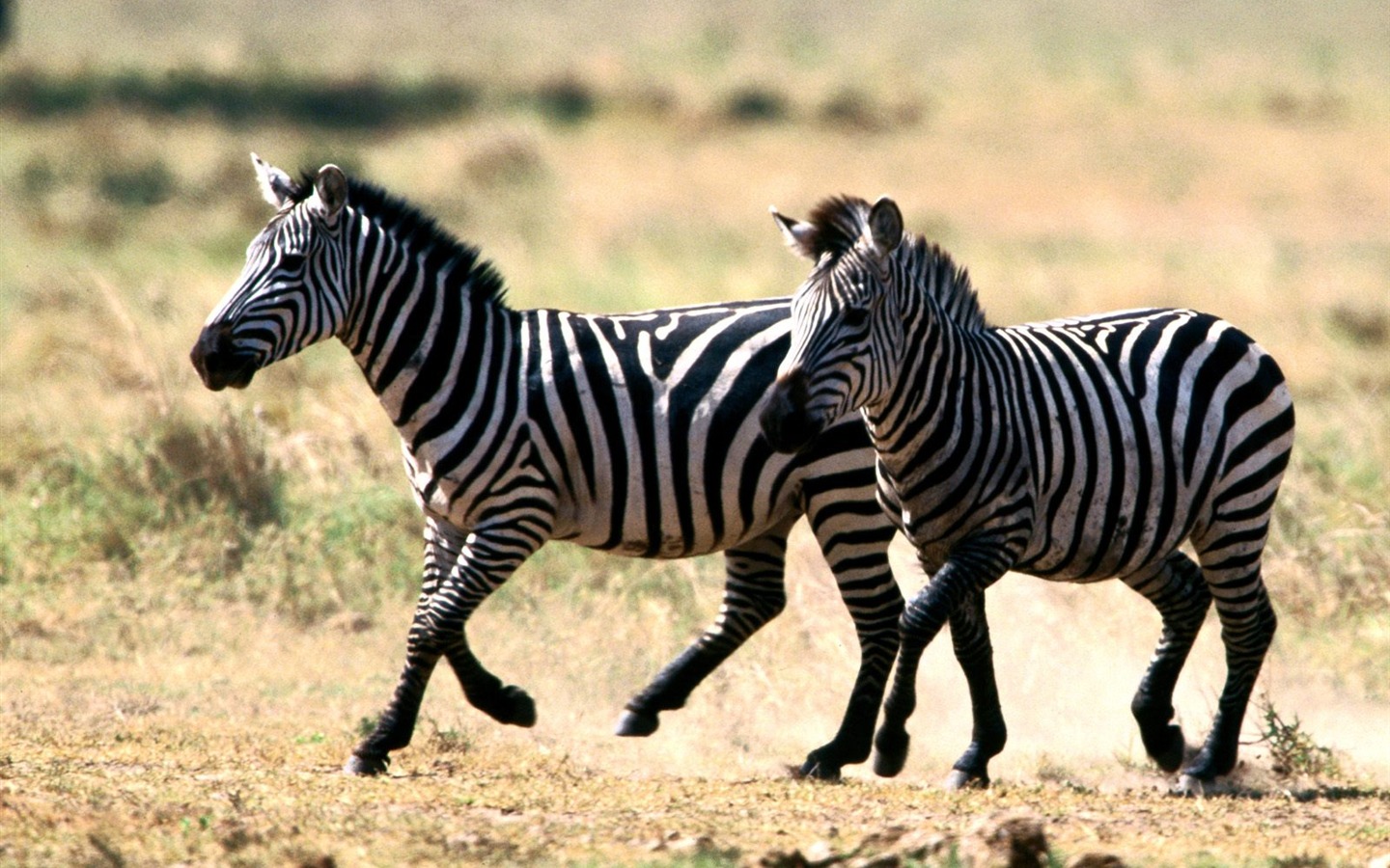 Zebra Foto Wallpaper #20 - 1440x900