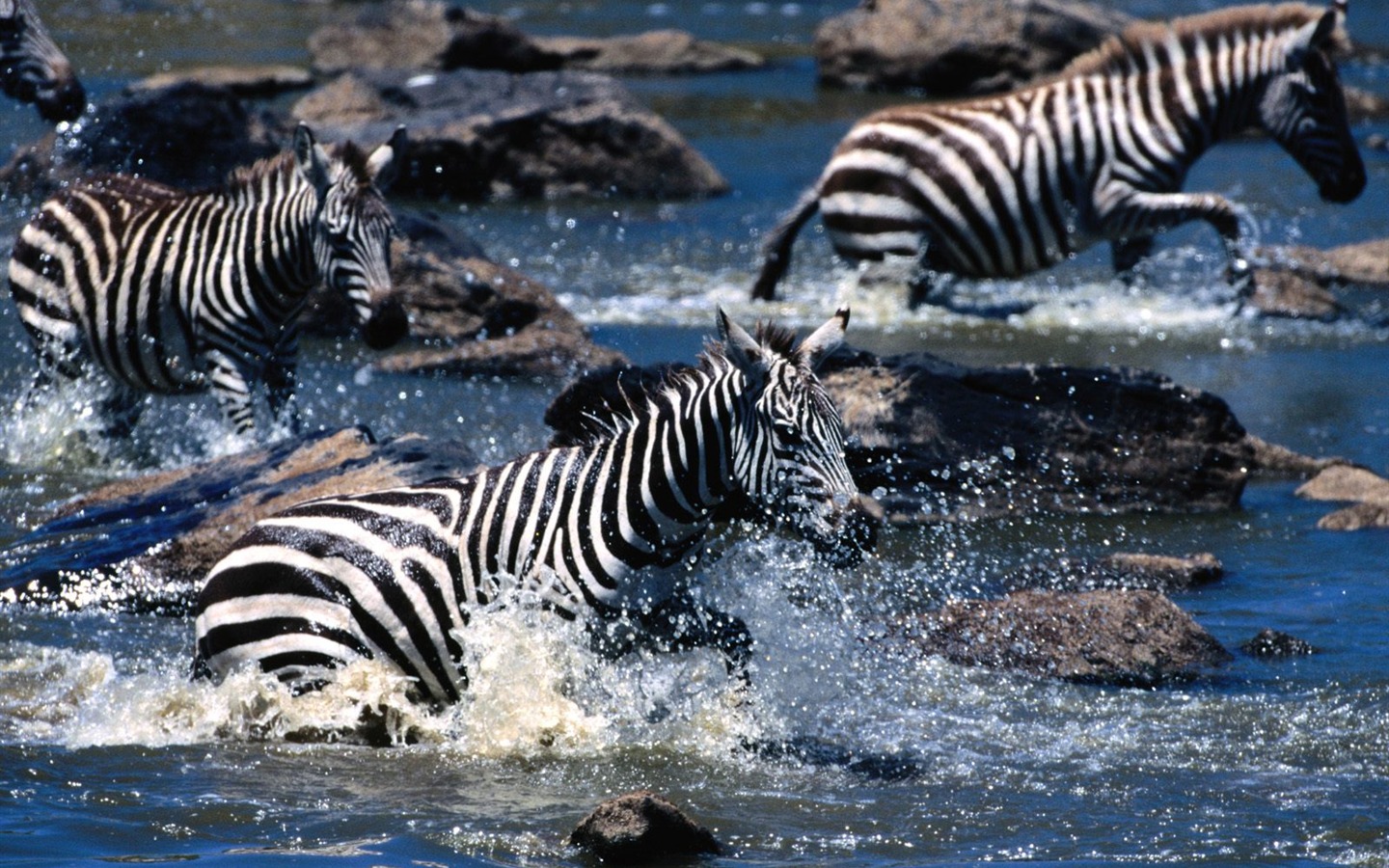 Fond d'écran photo Zebra #21 - 1440x900
