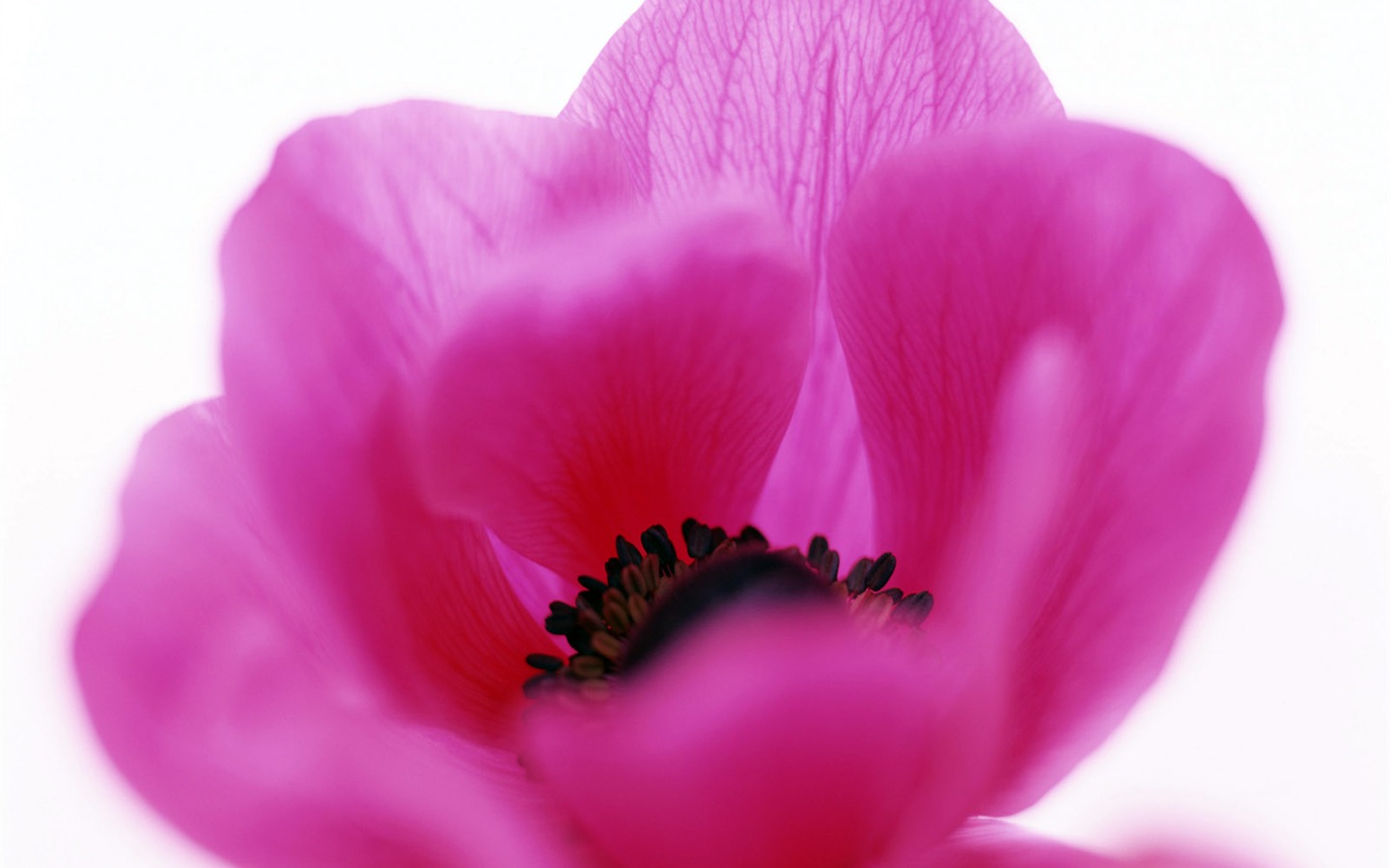 꽃 가까이 접속 (21) #4 - 1440x900