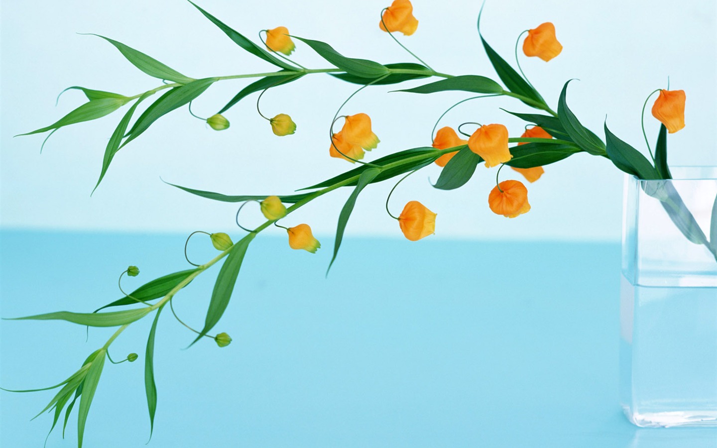鮮花特寫(21) #18 - 1440x900