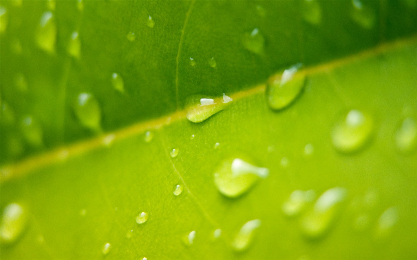 Foreign photography green leaf wallpaper (2) #3 - 1440x900