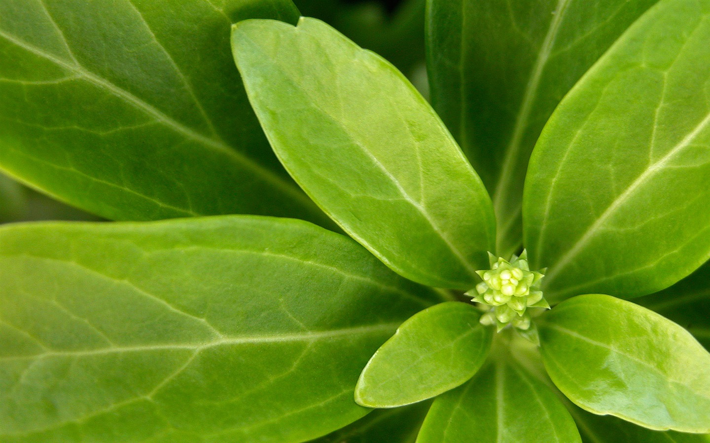 Foreign photography green leaf wallpaper (2) #4 - 1440x900