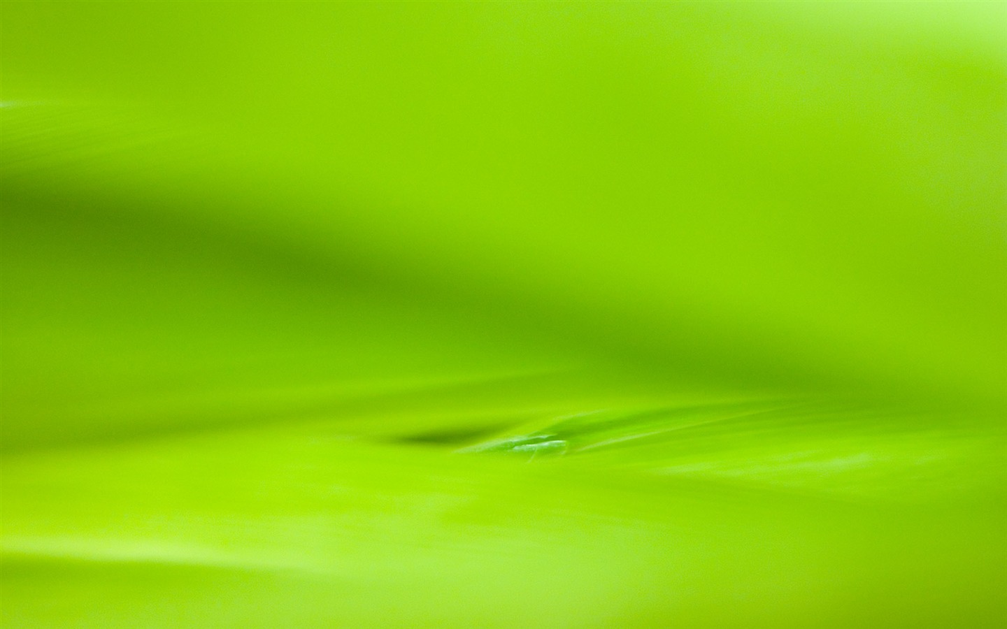 외국 사진 녹색 잎의 벽지 (2) #15 - 1440x900