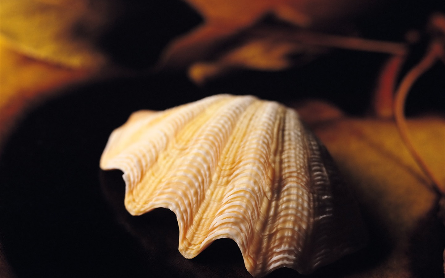 贝壳海螺壁纸专辑(一)15 - 1440x900