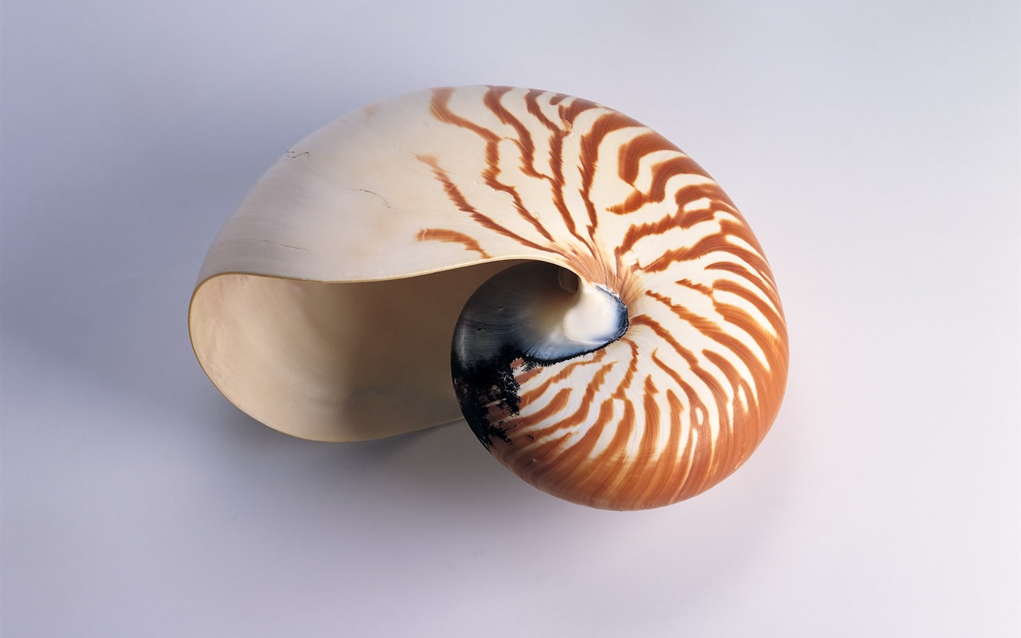 Conch Shell wallpaper album (1) #17 - 1440x900