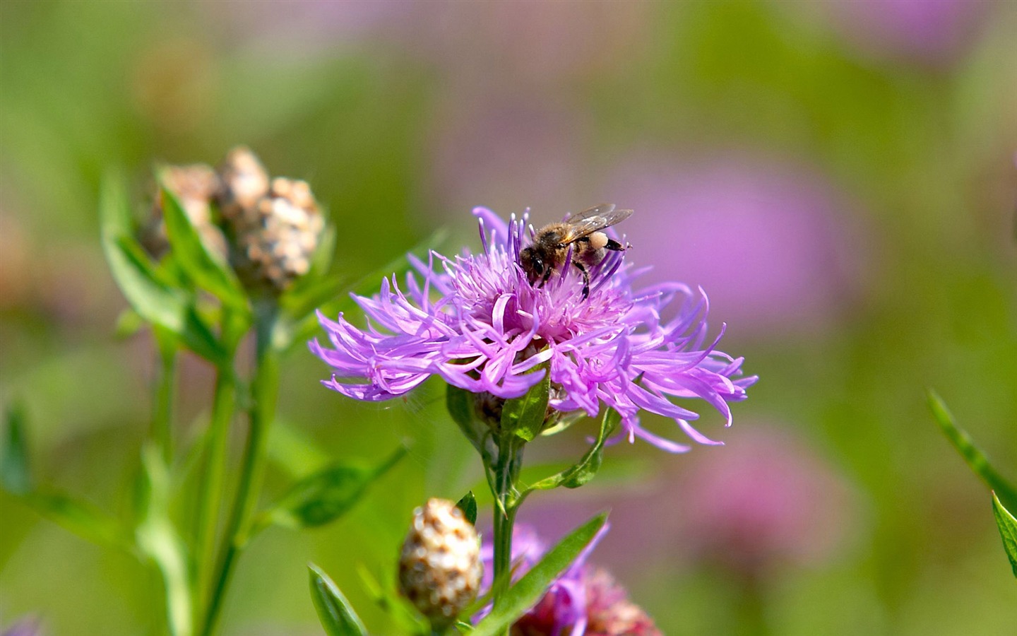 Láska Bee Květinové tapetu (3) #3 - 1440x900